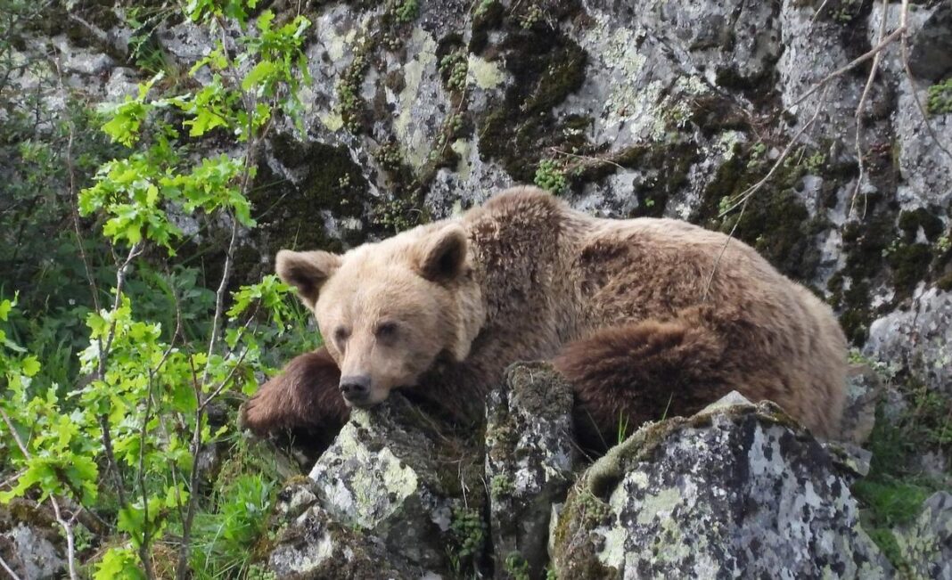 si-se-puede:-cinco-animales-espanoles-que-rozaron-la-extincion-y-ya-estan-fuera-de-peligro